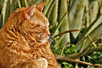 Poster - Gatto Garfield