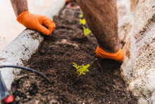Unrecognizable Gardener Planting Seedling Into Soil