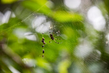 Nephila On Web In Nature