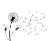 Fototapeta Dmuchawce - Vector illustration dandelion time. Black Dandelion seeds blowing in the wind. The wind inflates a dandelion isolated on white background