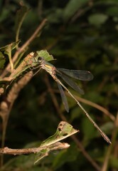 Wall Mural - green dragonfly Emerald Damselfly in detail 