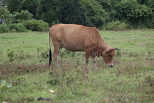Pregnant Cow Eat Some Grass In The Field