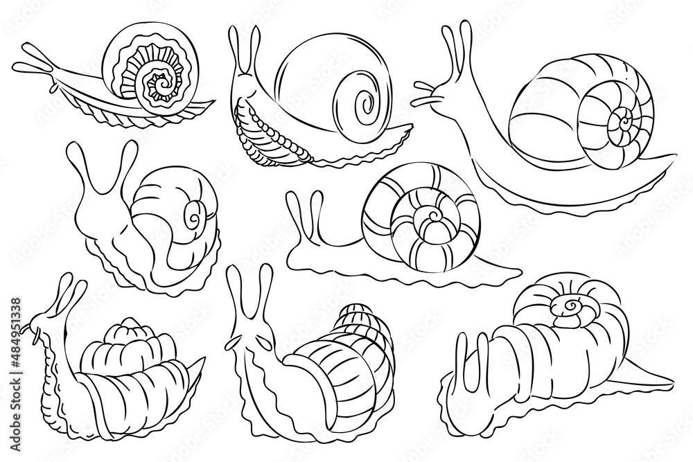 Outline snail illustration set. Black and white line art snails ...