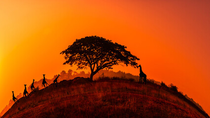 Wall Mural - Amazing sunset and sunrise.Panorama silhouette tree on africa.Dark tree on open field dramatic sunrise.Circle image of view, beautiful sunset, education, art.