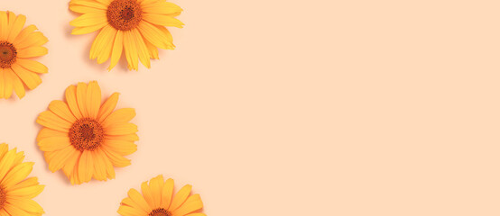 Wall Mural - banner with orange arnica flowers heads on a beige background. springtime delicate composition with 
