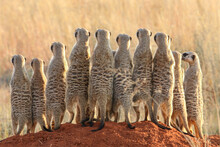 Meerkat, South Africa