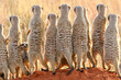 Meerkat, South Africa