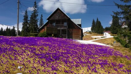 Wall Mural - Ukraine, Dragobrat, May 9, 2021: Beautiful spring primroses crocus saffron bloom in the Carpathian ski resort Dragobrat, around which a modern winter skiing complex is built