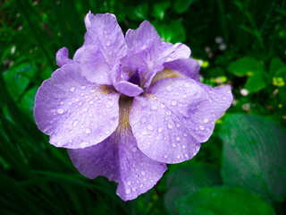 Wall Mural - Iris after the rain