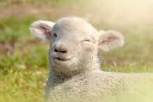 Sheep Lamb Face Winking In Field