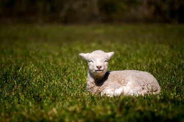 lamb in the meadow