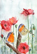 A couple of robins and red poppies watercolor