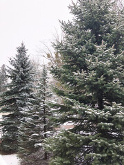 Poster - Spruce in the snow