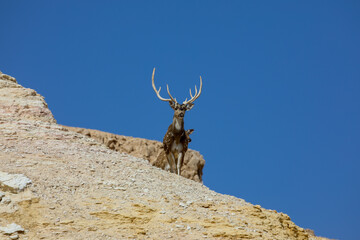 Wall Mural - deer on rock against sky. High quality photo