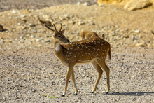 Wild Roe Deer In Natural Habitat Close Up. High Quality Photo