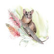 Watercolor australian  Feathertail Glider Possum.