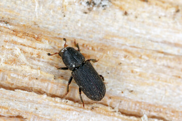 Wall Mural - The black pine bark beetle - Hylastes ater is a species of beetle in the family Curculionidae, the true weevils. It is a bark beetle, a member of the subfamily Scolytinae, a pest of coniferous trees.