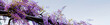 Scena panoramica con dei fiori di glicine viola che si allungano sul porticato in primavera ad aprile. Natura. Fuori. Feste di primavera.