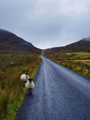 Poster - The two sheep standing on a long narrow road in Ireland