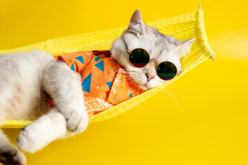 Funny white cat in sunglasses lies on a fabric hammock on a yellow background.