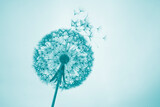 Fototapeta Dmuchawce - Dandelion and seeds with a green hue to photo