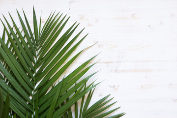 Wall Mural - Isolated palm branch on a white wood background with copy space