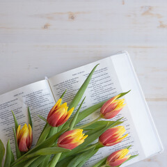 Wall Mural - Fresh tulips laying on an open bible on a white table with copy space from above