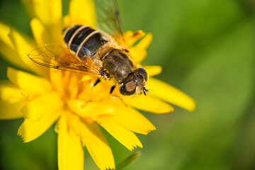 Wall Mural - A wasp on a yellow flower in summer