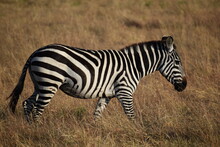 African Zebra Walks Through Grasslands 