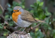 A Closeup Shot Of The Robin (Erithacus Rubecula) Perched On A Stone