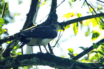 collared forest-falcon (micrastur semitorquatus) perched in a tree in ayampe, ecuador