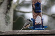 Tufted Titmouse Eating At A Bird Station. 