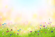 © firewings - Crocus flowers in green grass