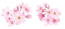 春の花：桜のクローズアップ2種。水彩イラスト。装飾。（ベクター。エレメントのレイアウト変更可能）
