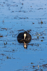 Canvas Print - Coot in the water in the spring