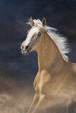 Fototapeta Konie - Palomino horse run free in desert sand