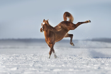 Wall Mural - Red Horse run and play in winter snow  landscape