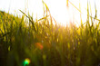 Yellow grass close up at sunrise or sunset with rays