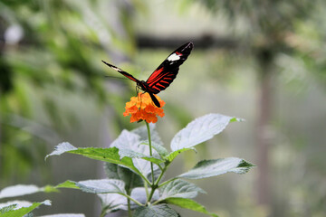 Sticker - butterfly on a flower