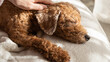 マッサージをされ気持ちよさそうに寝るトイプードルの老犬。愛犬のいる日本の家庭の風景
