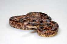 Western Rat Snake // Schwarze Erdnatter, Pilotnatter (Pantherophis Obsoletus Obsoletus)