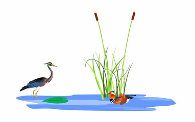 Wall Mural - mandarin duck and heron on the lake, reeds on water, isolated on white vector