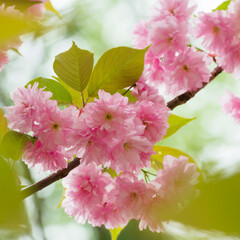 Wall Mural - Sakura flowers and leaves