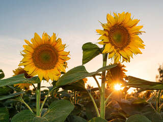 Poster - Sunflowers and sunny evening