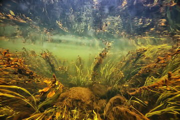 green algae underwater in the river landscape riverscape, ecology nature