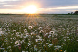 Fototapeta Natura - Summer landscape beautiful white clouds over a flowering meadow on a sunny day