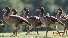 Several Egyptian Goose Walking On The Lawn, Dutch Nature Photo 