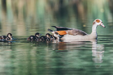 Mother Egyptian Goose With Her Chicks Swims In The Water, Dutch Nature Photo 