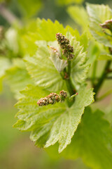 Wall Mural - A vertical of a bunch of unripe grapes and leaves growing in a vineyard