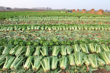 Wall Mural - farmers harvest Chinese cabbage in the fields, North China